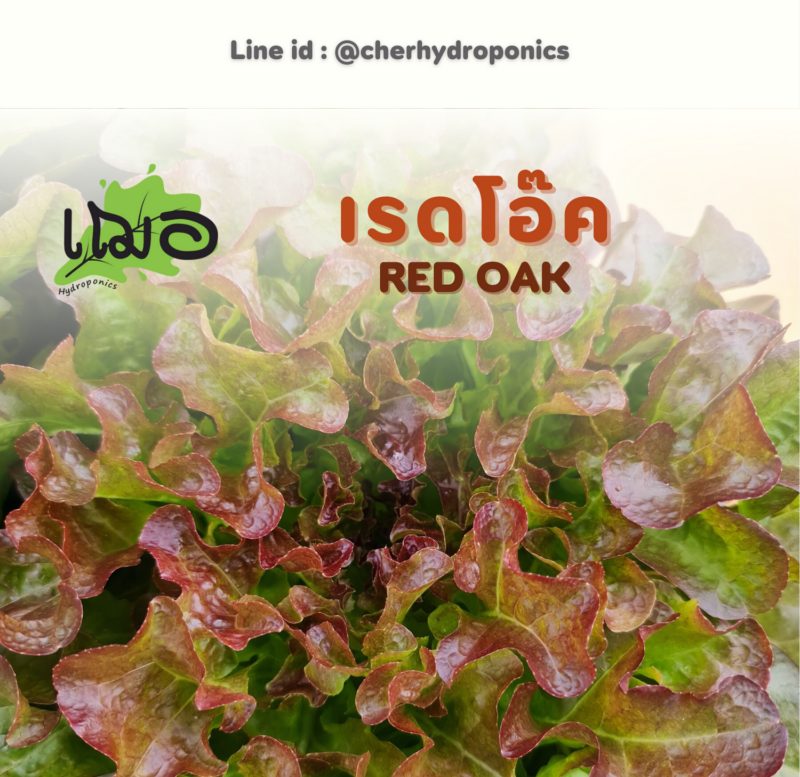 RED OAK